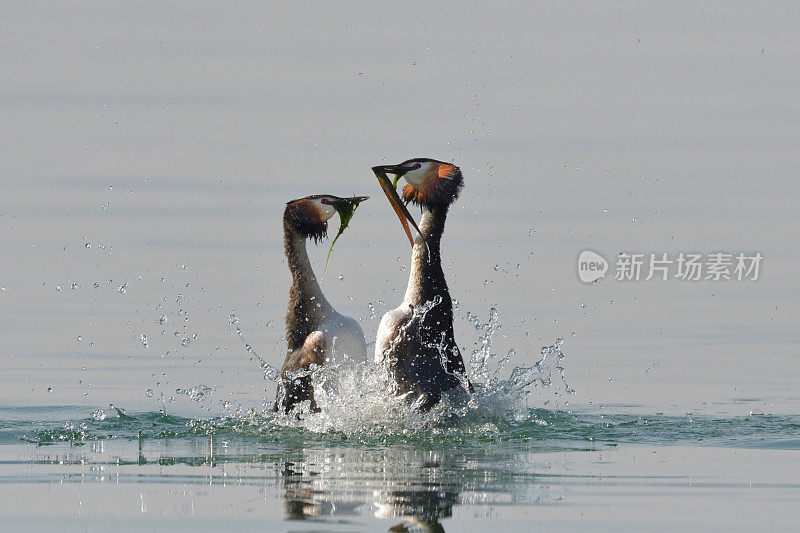 大冠毛鸊鷉求爱(Podiceps cristatus)